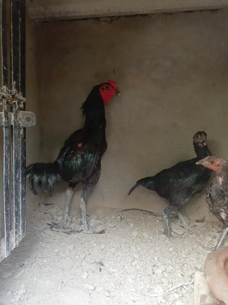 Aseel for sale — photo 7