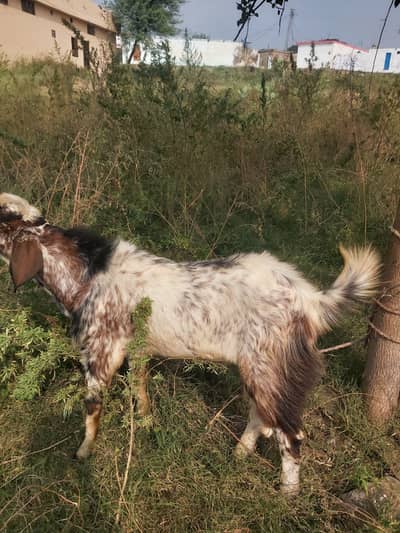 bakra for sale wazan takriban16kgs net meat