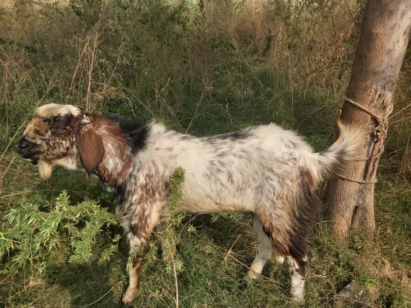bakra for sale wazan takriban16kgs net meat — photo 2