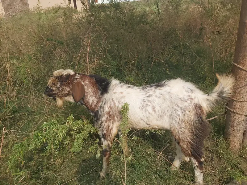 bakra for sale wazan takriban16kgs net meat — photo 3