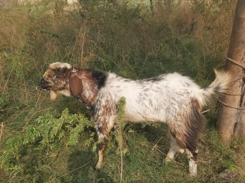 bakra for sale wazan takriban16kgs net meat — photo 4