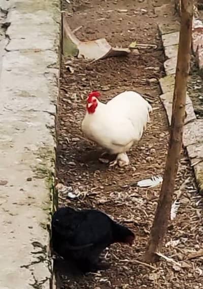 Top quality zero size Bentum eggs and Mianwali aseel ready to breed .