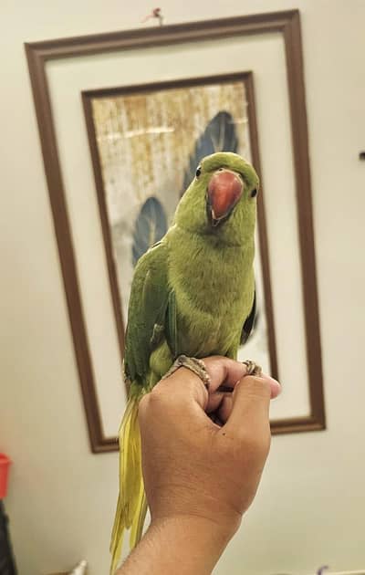 ringneck green parrot 0% bit hand tim