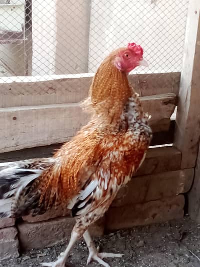 Aseel murgha home breed
