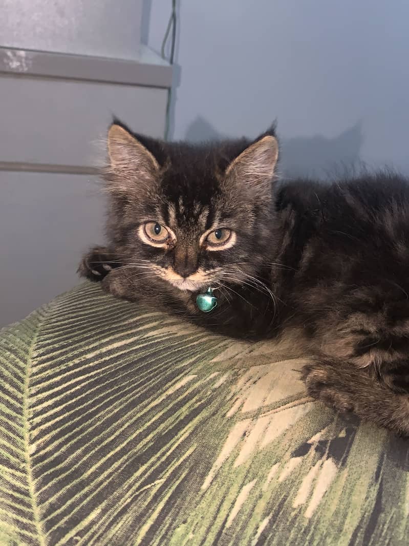 Persain kitten 0