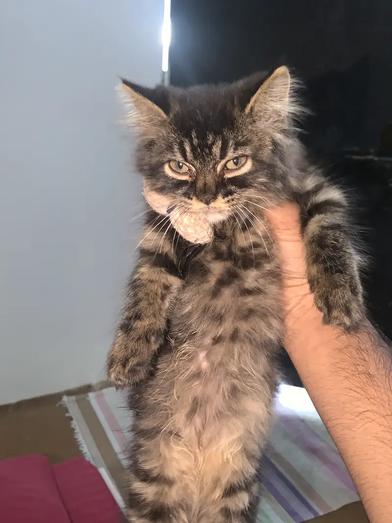 Persain kitten — photo 2
