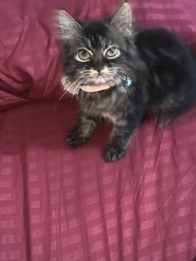 Persain kitten 2