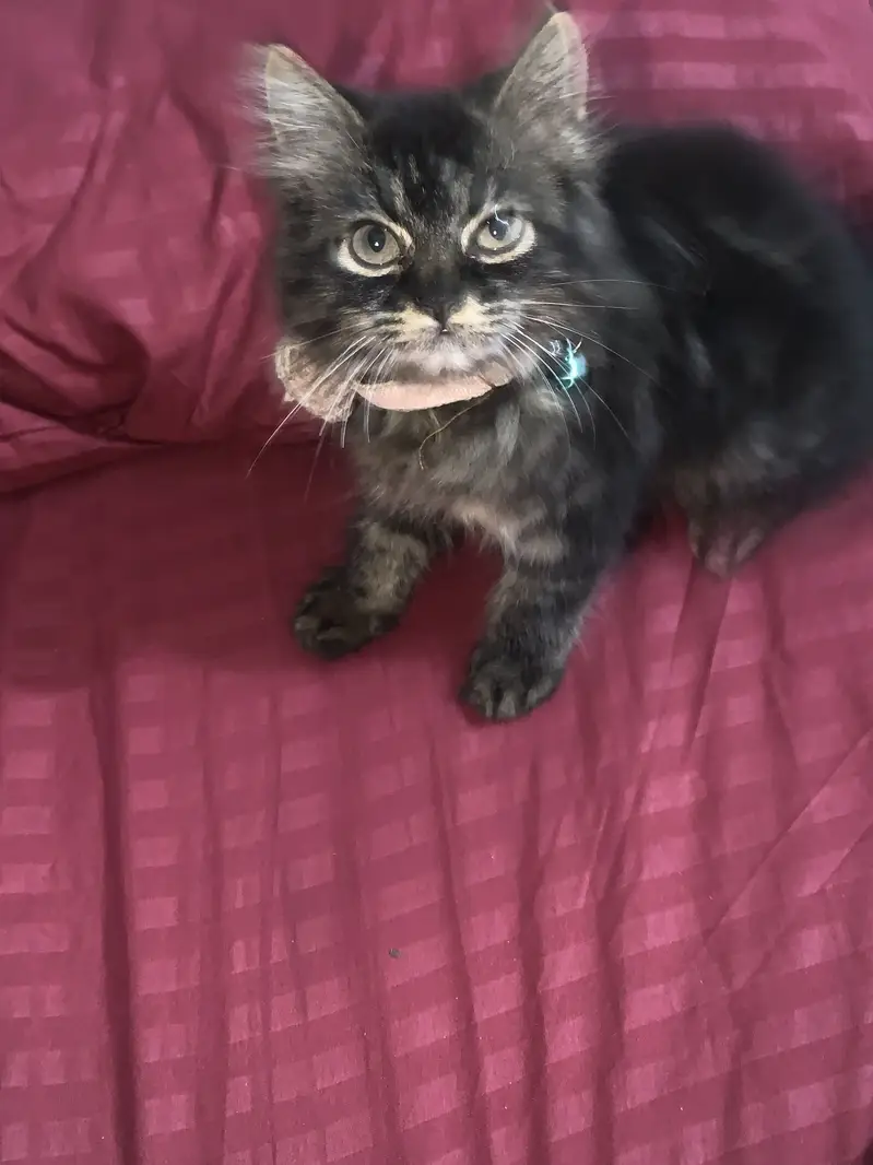 Persain kitten — photo 3