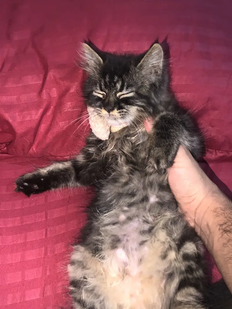 Persain kitten — photo 4