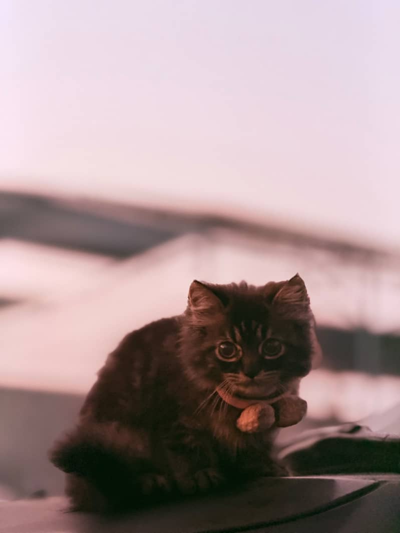Persain kitten 4