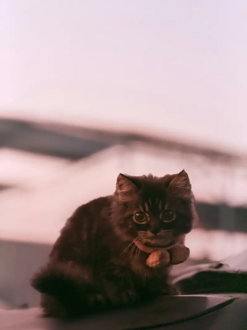Persain kitten — photo 5
