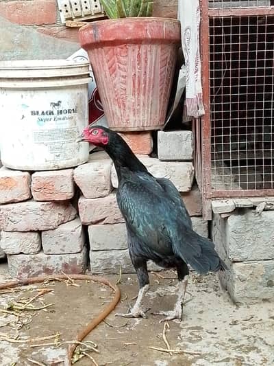 healthy aseel pure hen and lay egg
