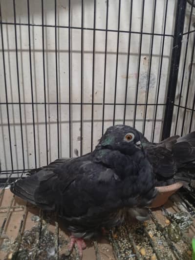 Chinese owl breeder pair for sale