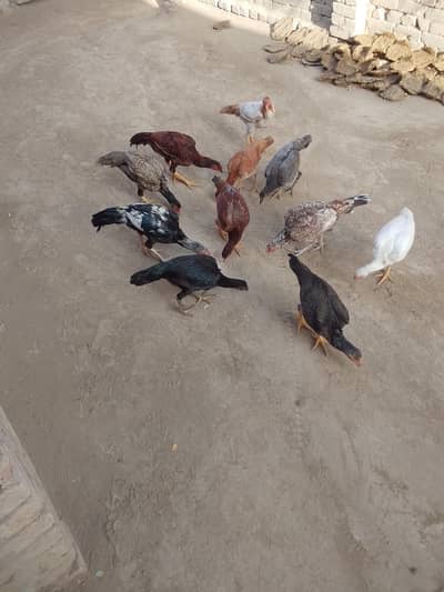 for sale