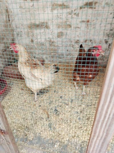 goldan misri Ghar ki Pali egg egg de Rahi hain 03214299829