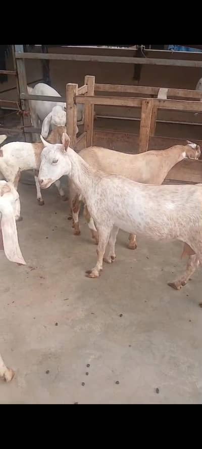 Barbari goat