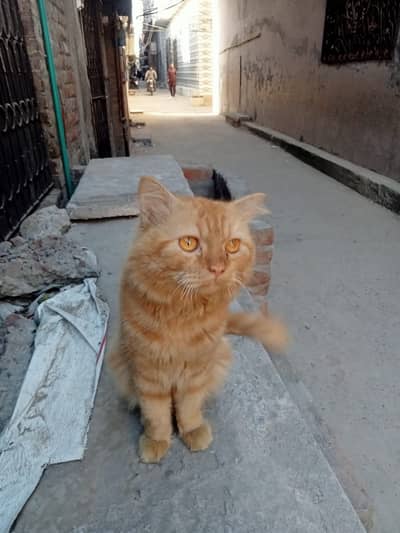 Cute and loyal cat  for kids golden eyes  with over all body is go