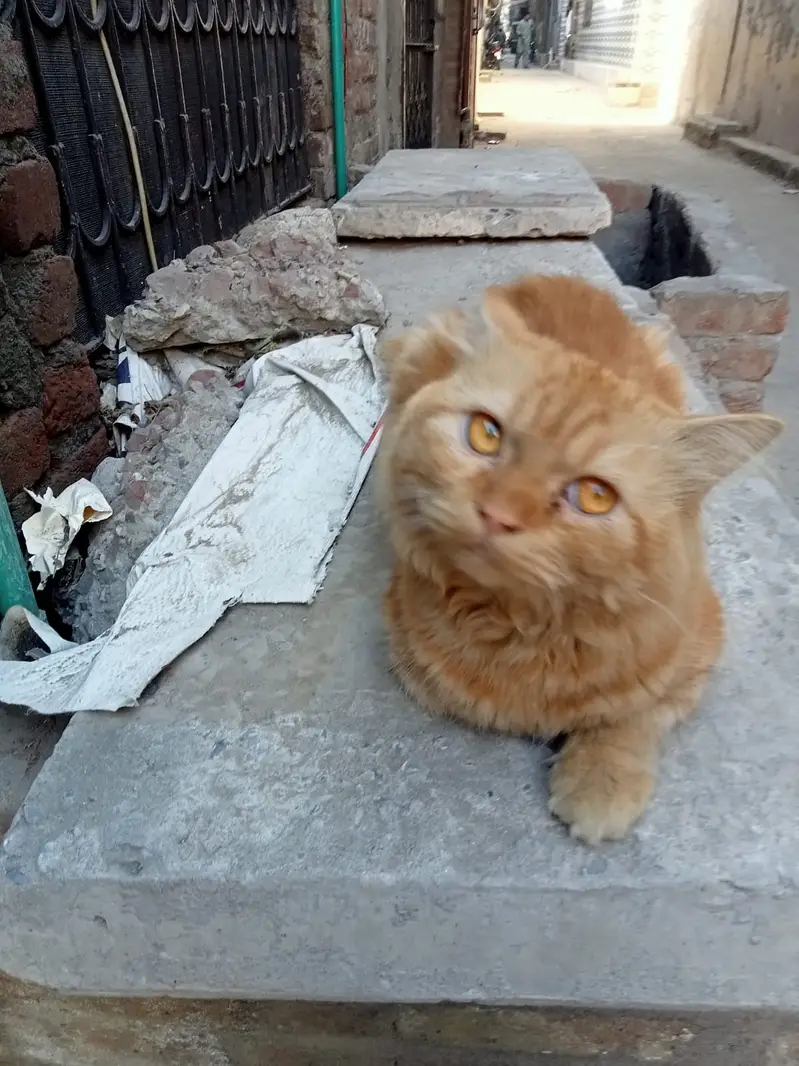 Cute and loyal cat  for kids golden eyes  with over all body is go — photo 2