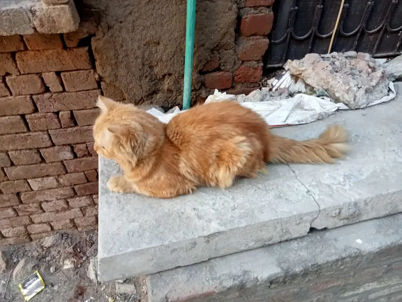 Cute and loyal cat  for kids golden eyes  with over all body is go — photo 3