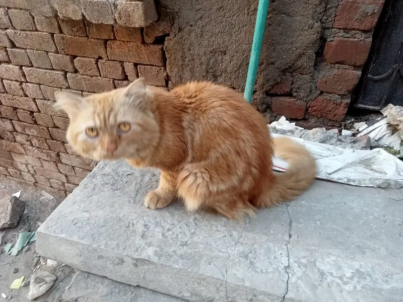 Cute and loyal cat  for kids golden eyes  with over all body is go — photo 4