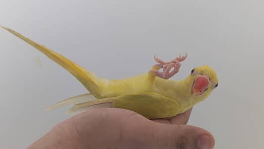 Hand tamed 0-Bite | Monks, Ringnecks, Sun Conures, Kashmiri Pahari Etc