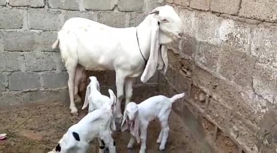 gulabi Bakri for sale