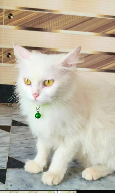 Pure White Persian Male Triple Coated - Active & Healthy - charsadda