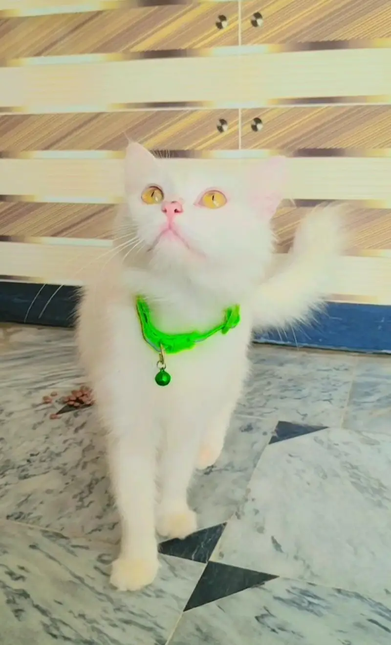 Pure White Persian Female Triple Coated - Active & Healthy - charsadda — photo 2