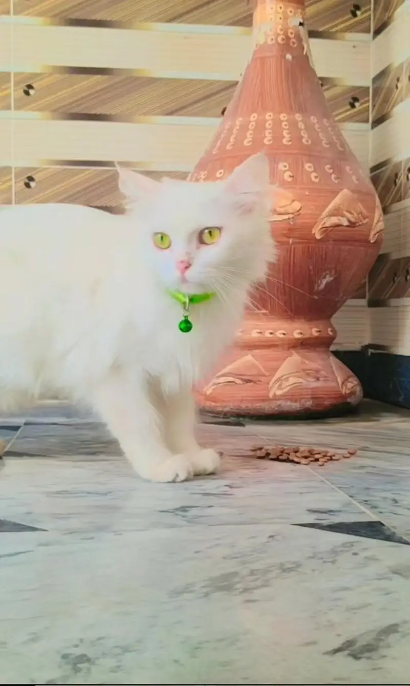 Pure White Persian Female Triple Coated - Active & Healthy - charsadda — photo 3
