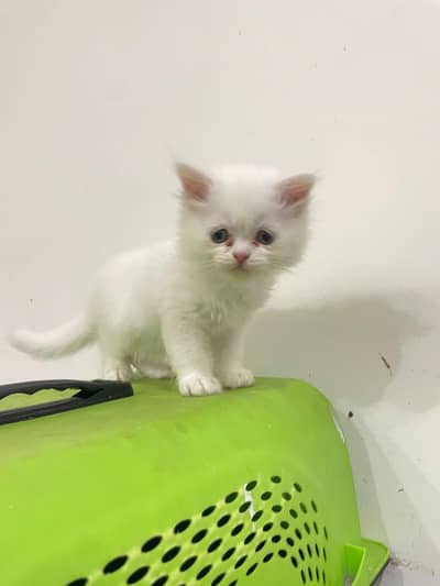 Pure white kittens tipple coated