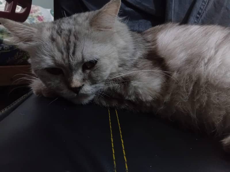 percian cats 0