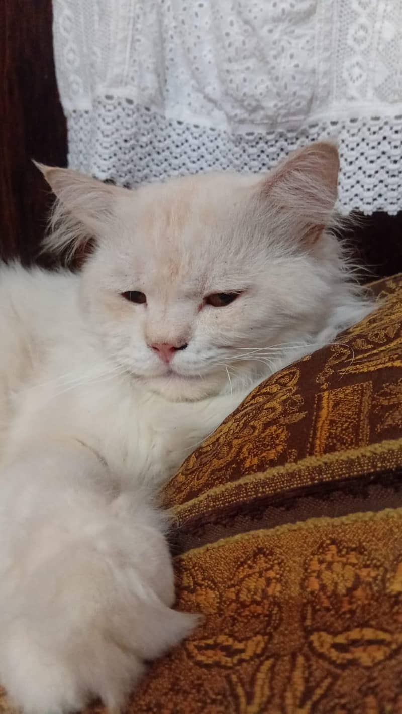 percian cats 1