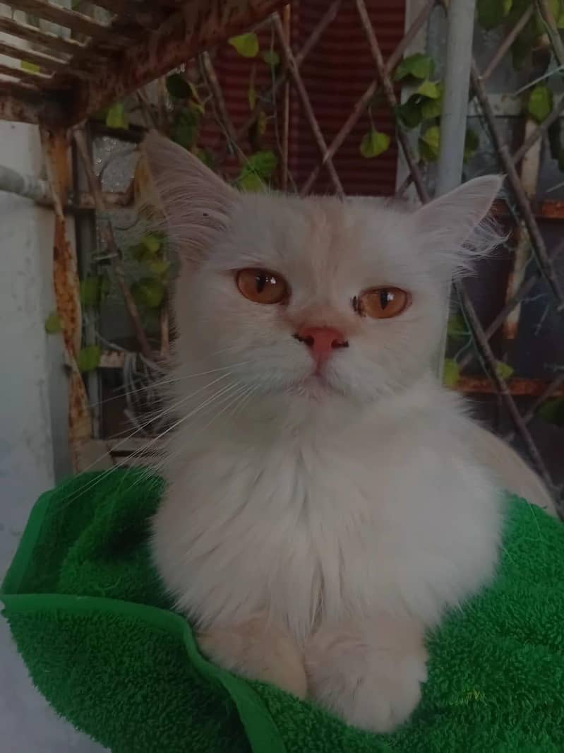 percian cats 2