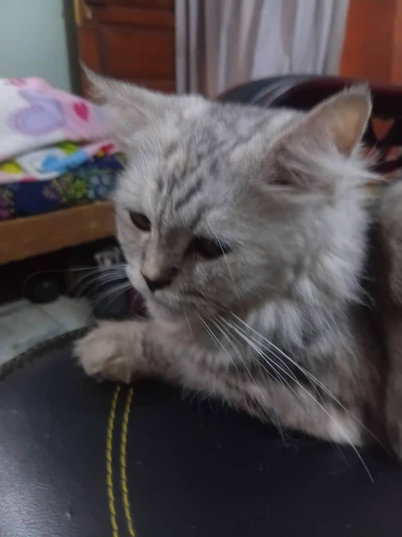 percian cats 4