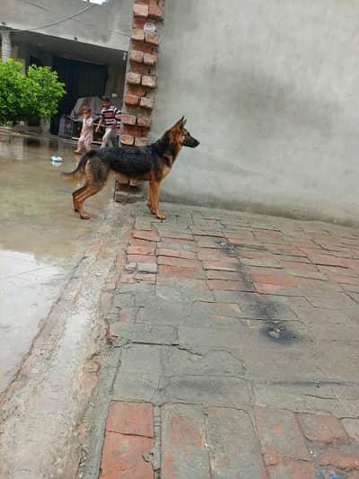 German shepard female for sale