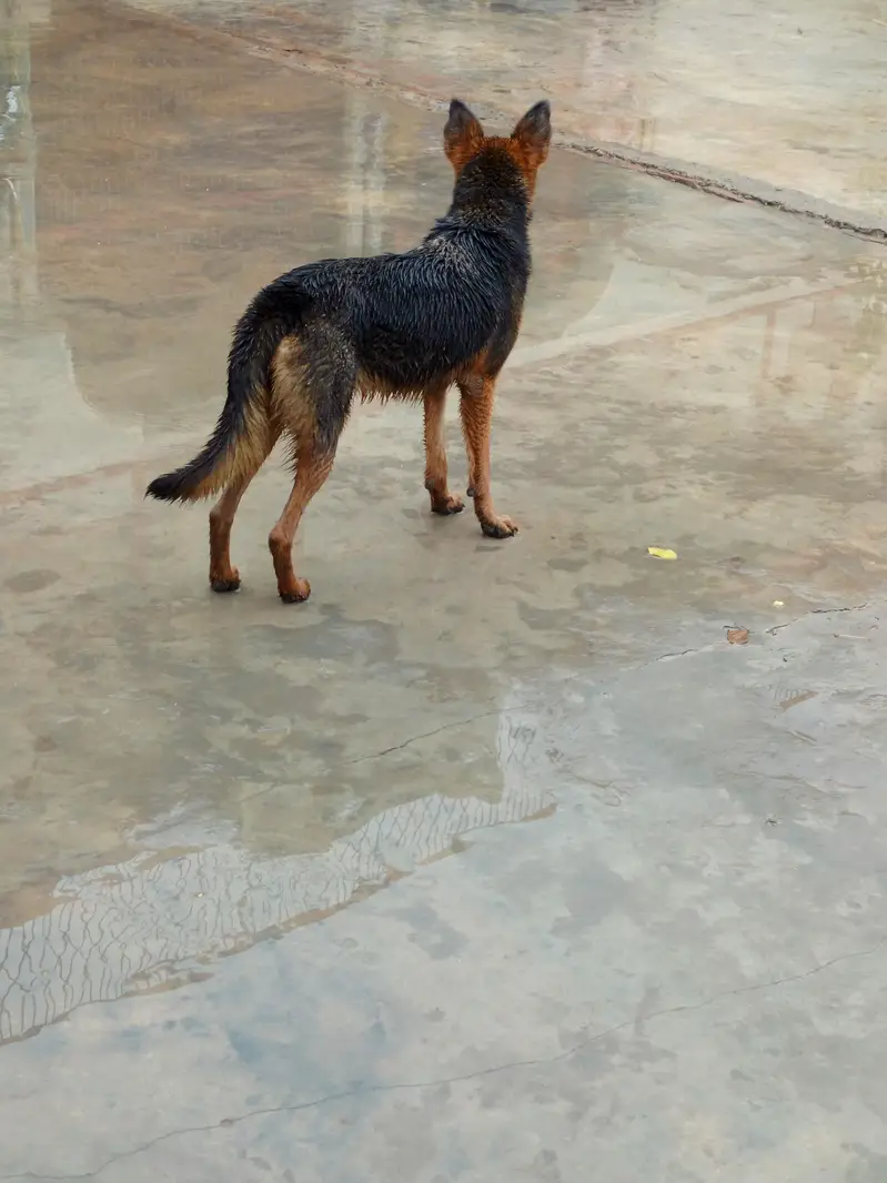 German shepard female for sale — photo 3