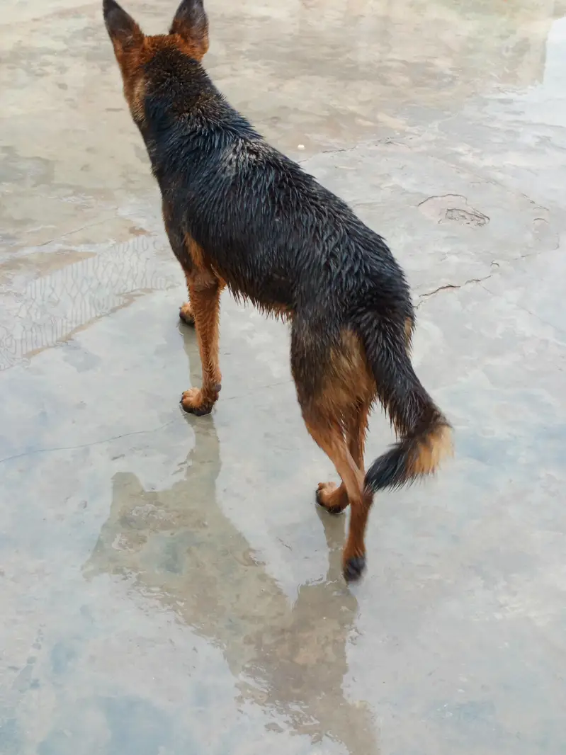 German shepard female for sale — photo 4
