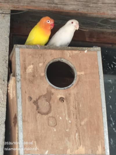 healthy and active Love Birds