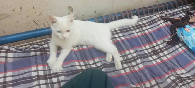 Persian Female Cat