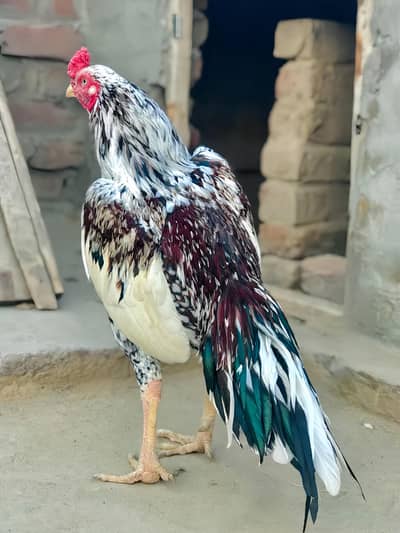 High Quality Aseel Bird