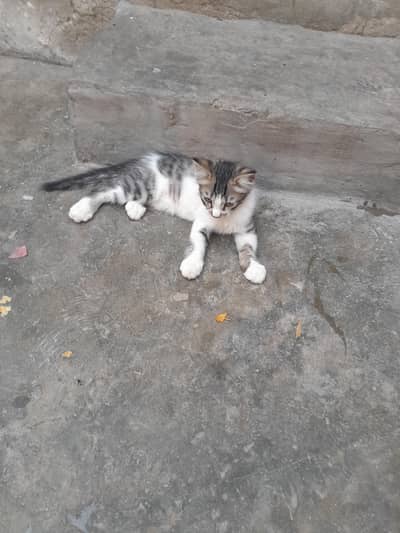 Persian cat 3 month age