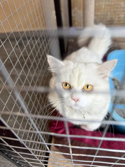 Persian white cat