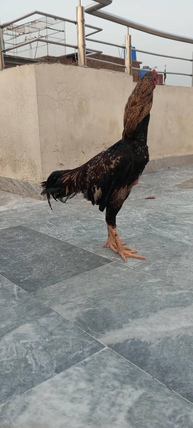 aseel patha 1