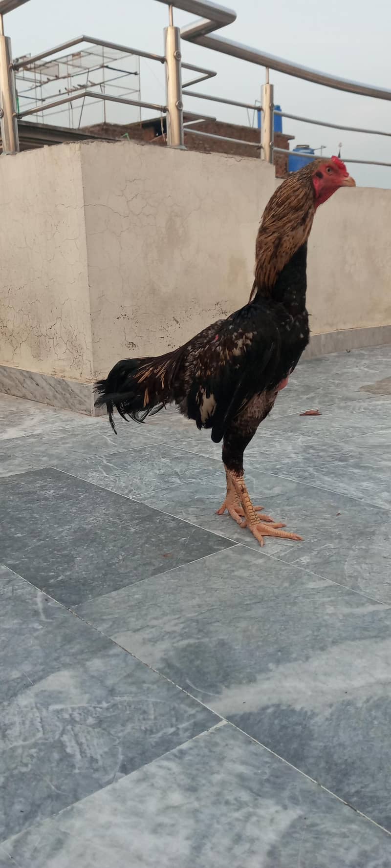 aseel patha 2