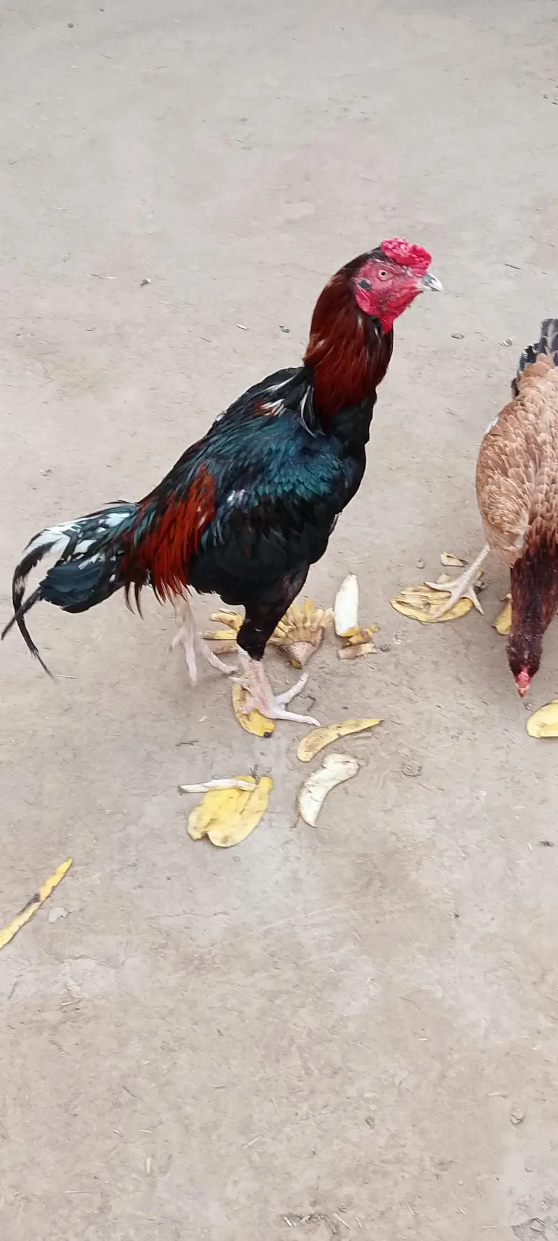 pure asali mianwali sheel murga aur murgi donon — photo 2