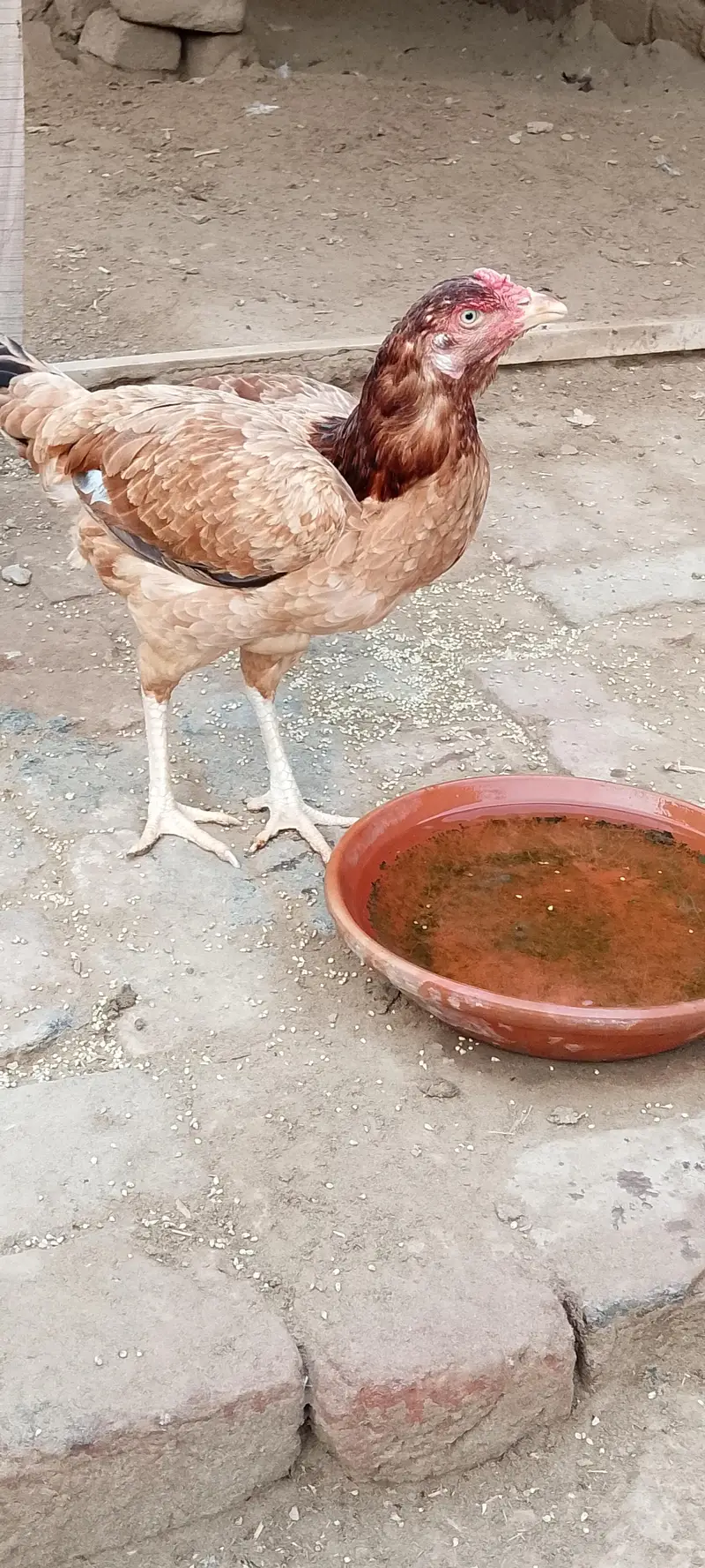 pure asali mianwali sheel murga aur murgi donon — photo 3