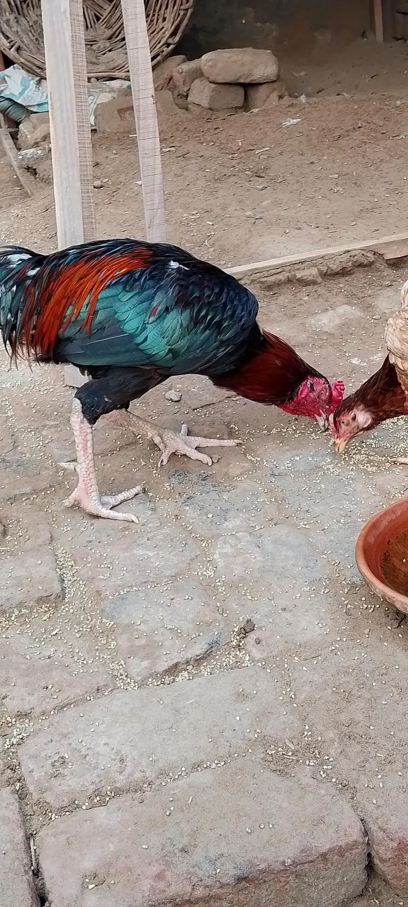pure asali mianwali sheel murga aur murgi donon — photo 5