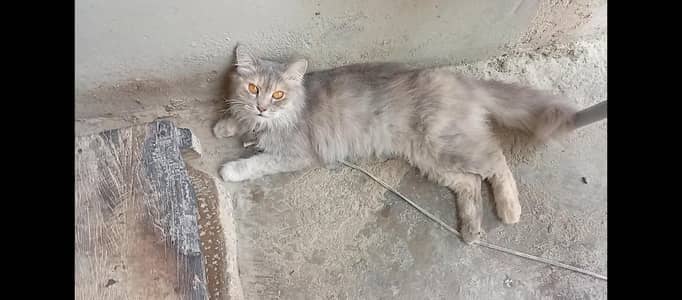 Gray Persian Cat