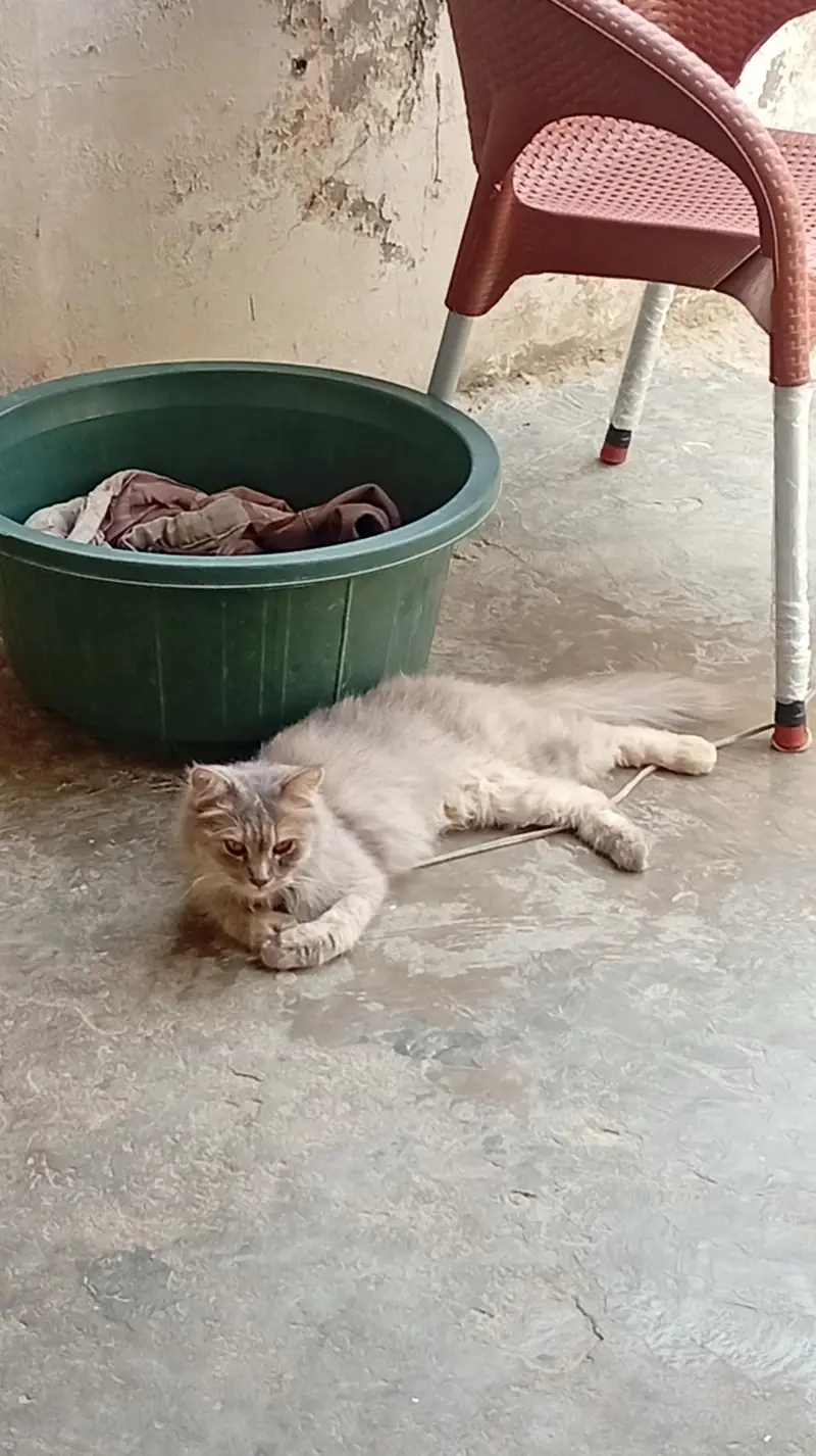 Gray Persian Cat — photo 2