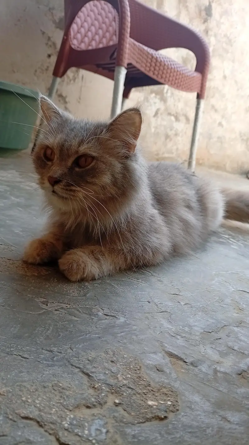 Gray Persian Cat — photo 3